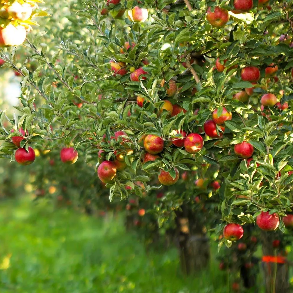 Gala Apple Tree - Productive Deciduous Fruit Tree for Home Gardens 2