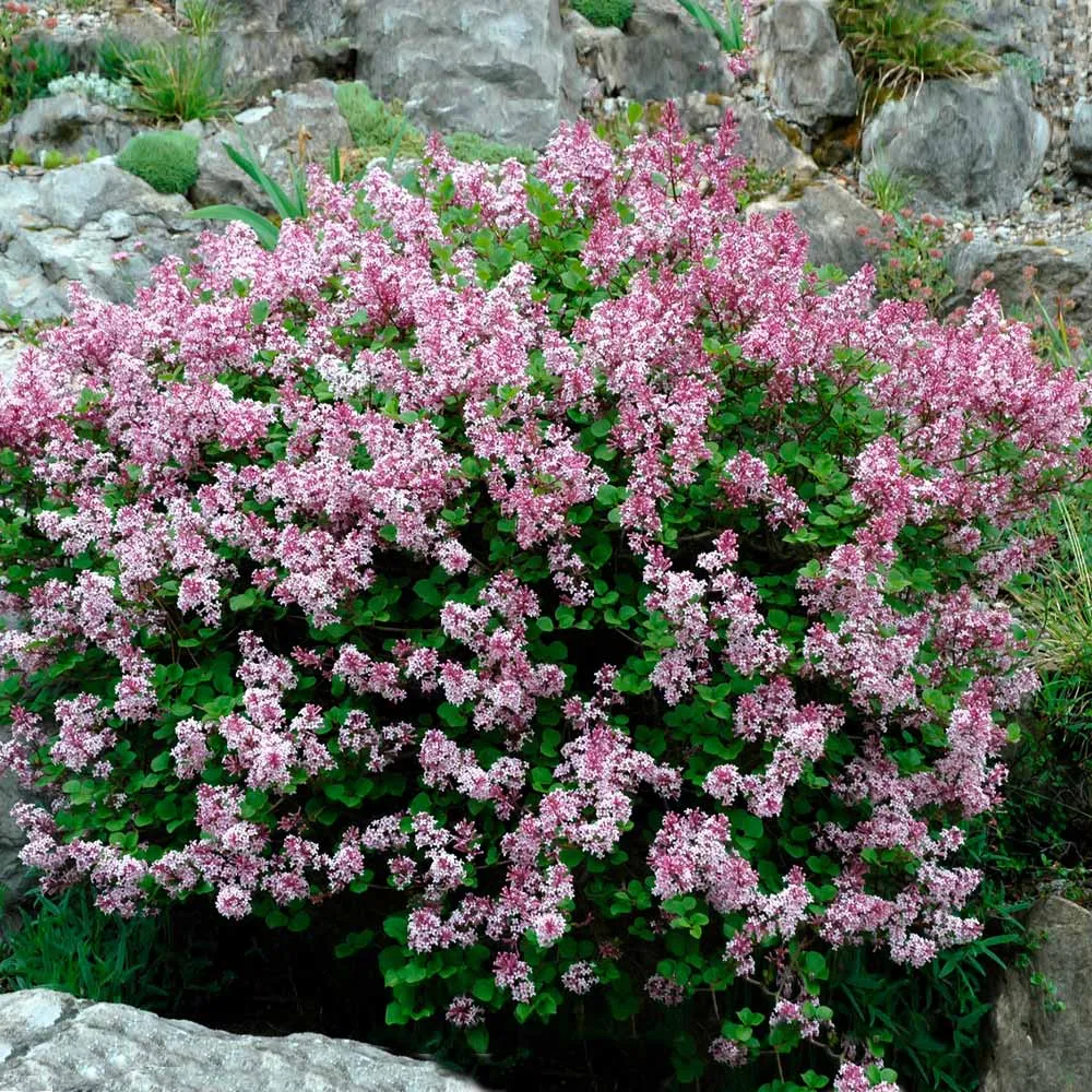 Dwarf Korean Lilac Shrub (Syringa meyeri 'Palibin')