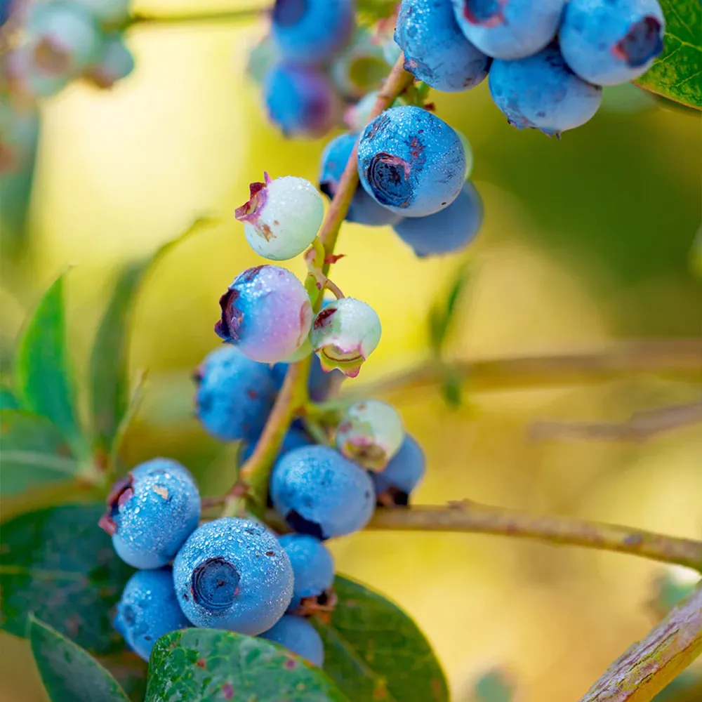Toro Blueberry Bush - Northern Highbush Fruit-Bearing Shrub