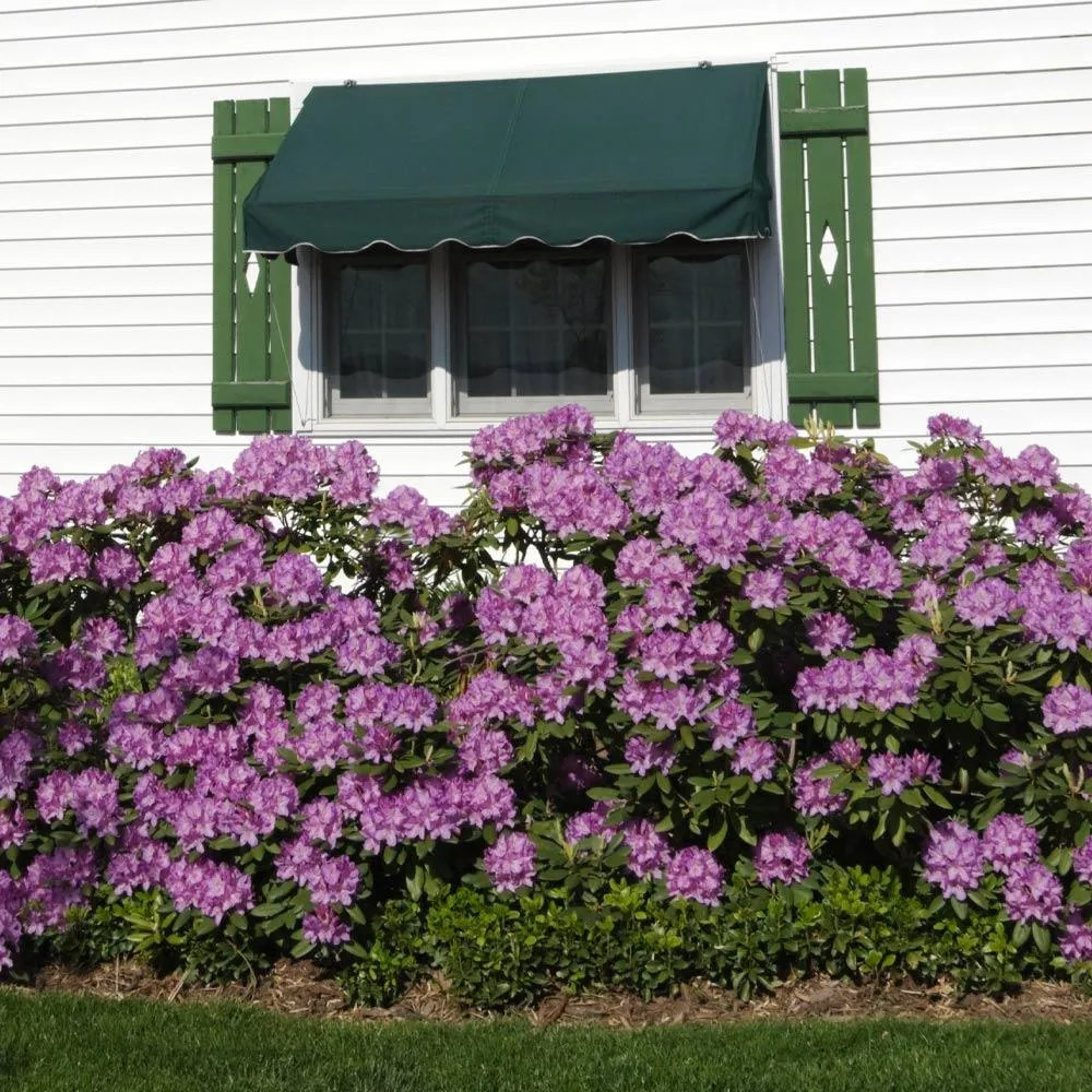 Lavender Rhododendron Shrub - Hardy Evergreen Flowering Garden Plant 1