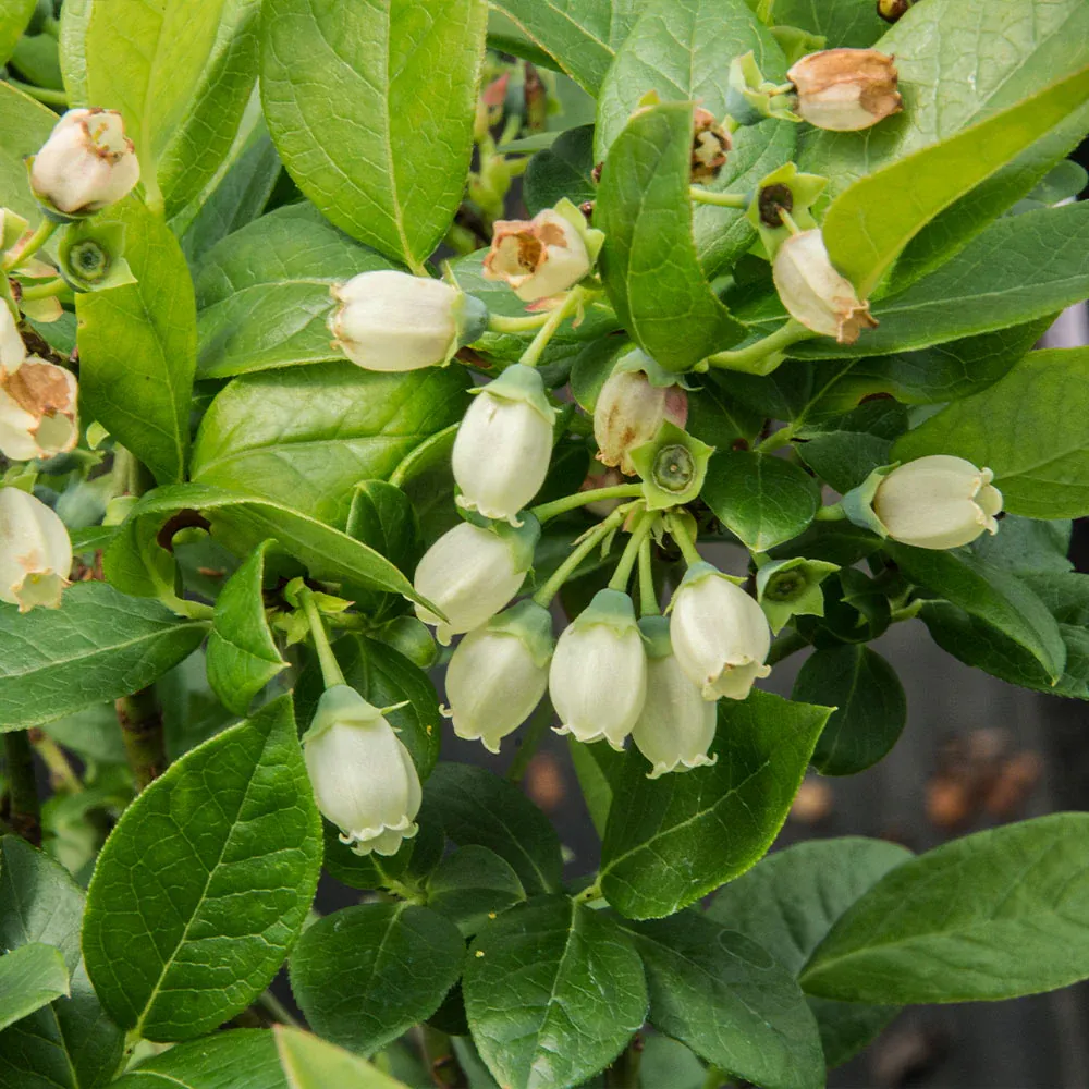 Bushel and Berry® Jelly Bean® Blueberry Bush - Compact Dwarf Fruit Shrub 3