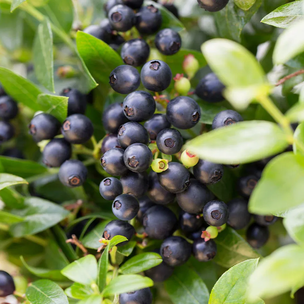 Bushel and Berry® BerryBux® Blueberry - Compact Edible Ornamental Shrub