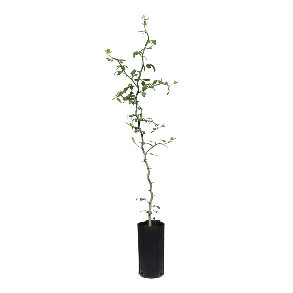 Flying Dragon Hardy Orange Tree (Poncirus trifoliata) - Contorted Ornamental Citrus 7