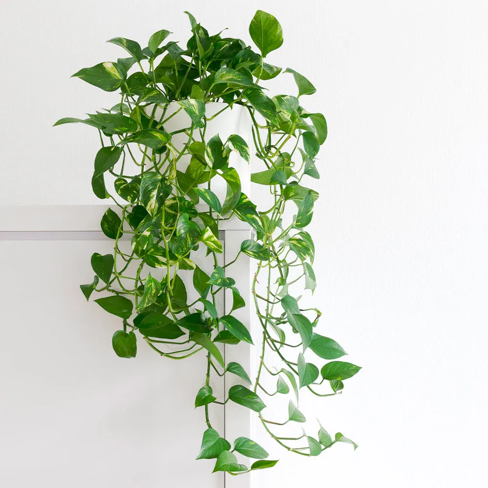 Golden Pothos (Epipremnum Aureum) - Trailing Indoor Houseplant