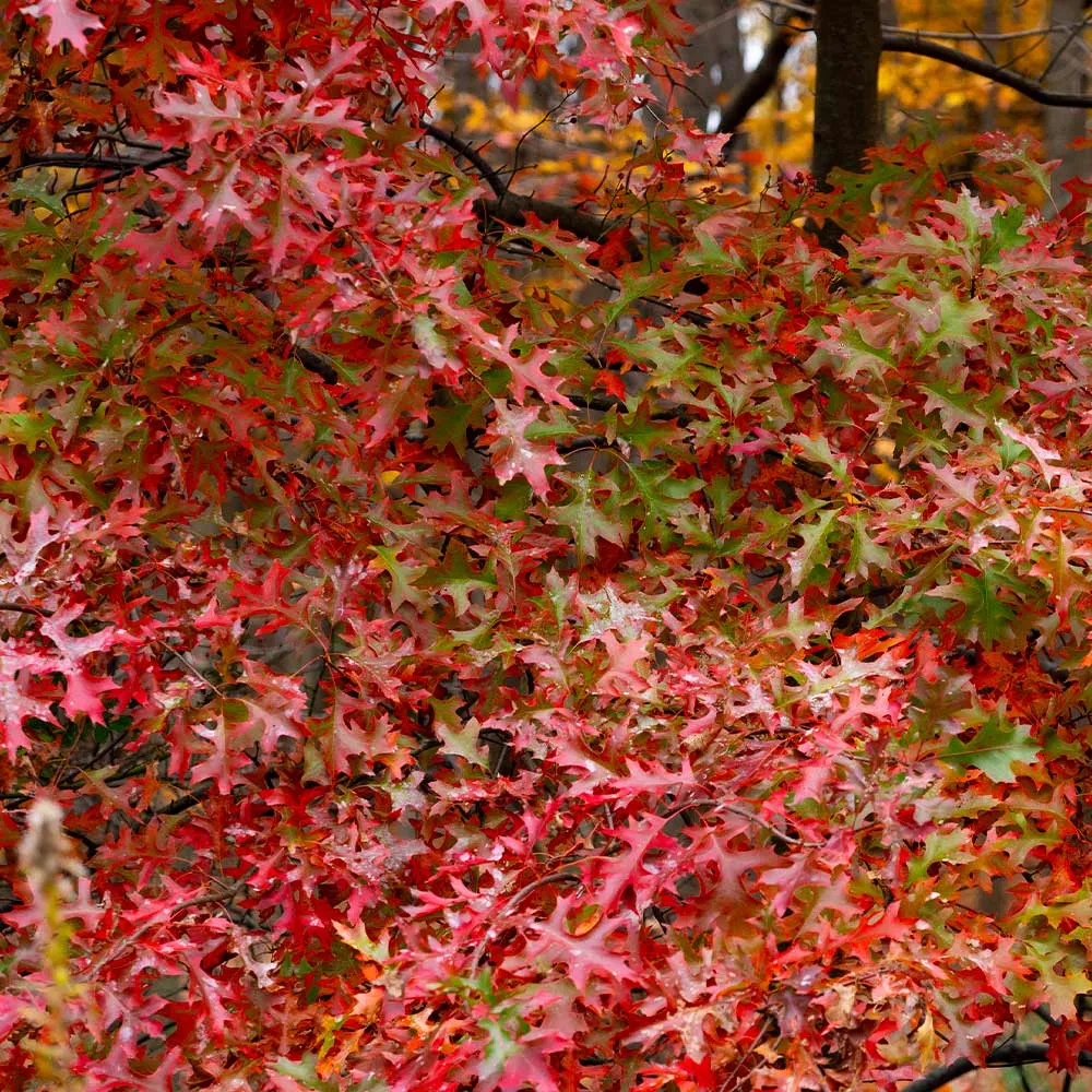Southern Red Oak Tree (Quercus falcata) - Native Deciduous Shade Tree