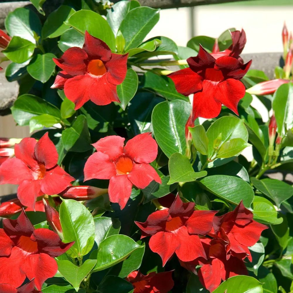 Red Crimson Dipladenia Bush Artificial Flowering Plant for Home and Garden Decor 2