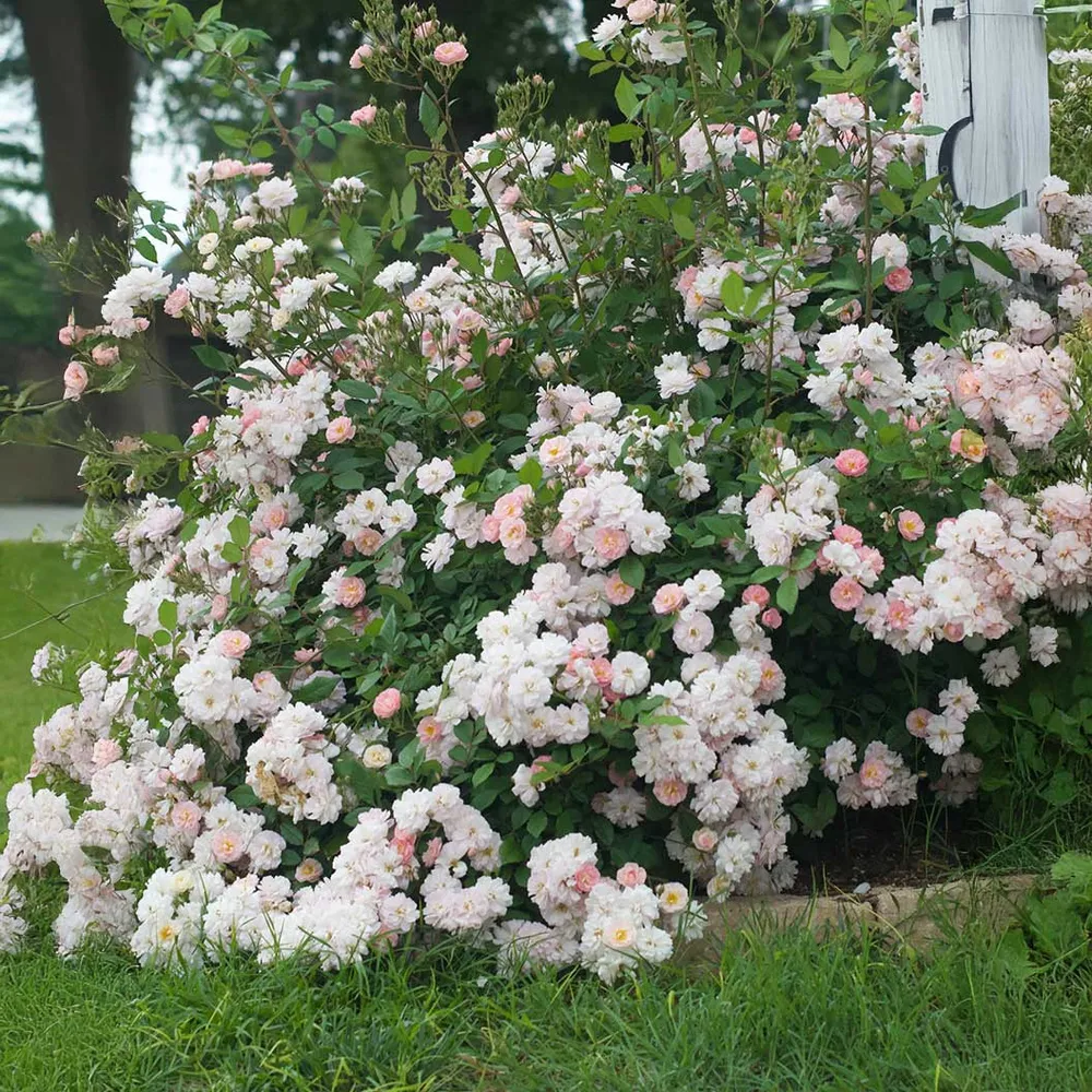Perfume Breeze™ Climbing Rose - Fragrant Flowering Vine for Garden Trellises 2