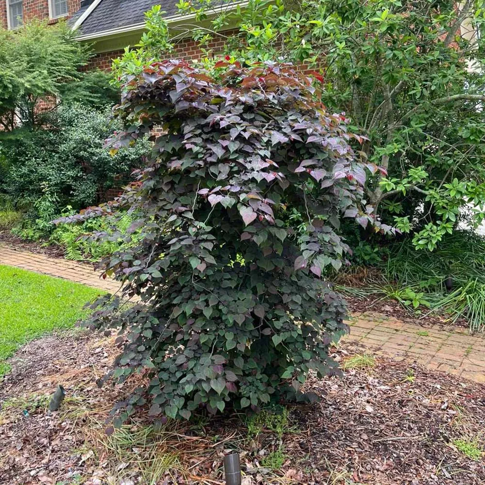 Amethyst Falls Redbud Tree - Ornamental Cascading Flowering Tree 4