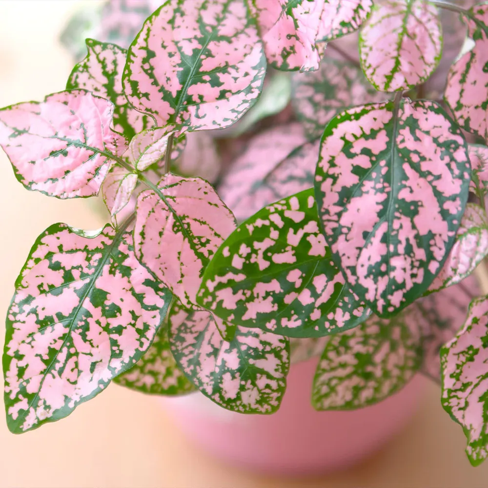 Polka Dot Plant (Hypoestes phyllostachya) Indoor Ornamental Foliage