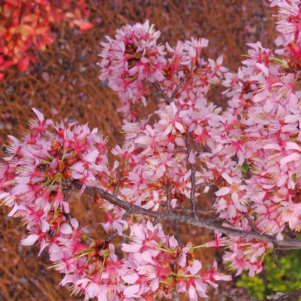 Okame Cherry Tree (Prunus incamp 'Okame') - Early Spring Flowering Ornamental Tree 4