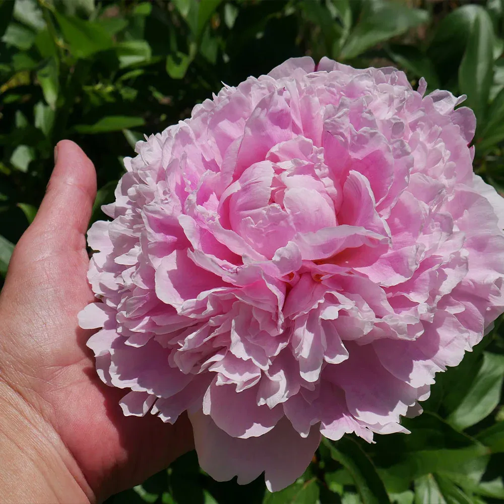 Sarah Bernhardt Peony Bare Root Perennial Flower 2