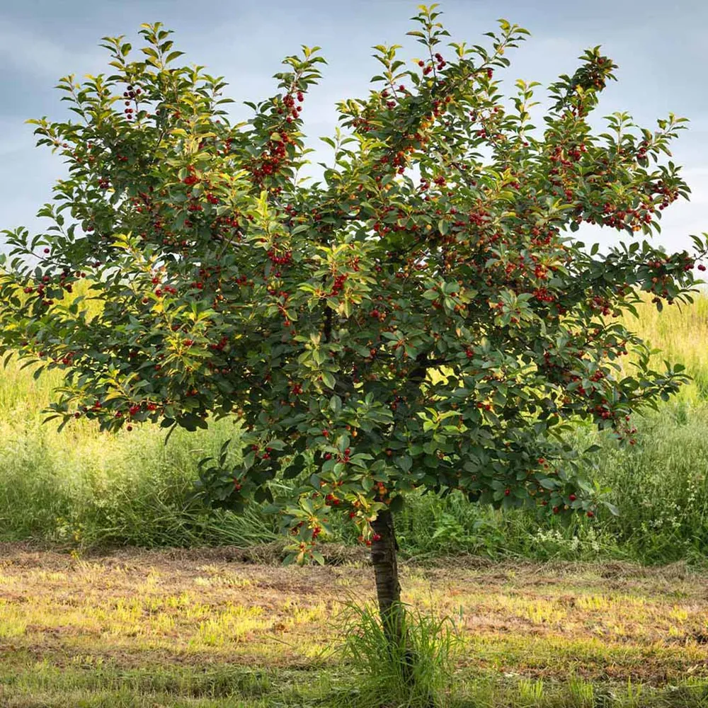 Black Tartarian Cherry Tree - Sweet Fruit-Bearing Deciduous Tree 1