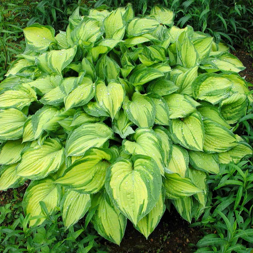 Handcrafted Stained Glass Hosta Plant Decorative Ornament 1