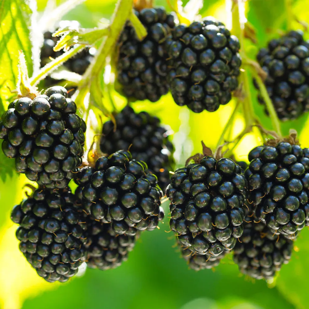 Black Satin Thornless Blackberry Bush - High Yield Fruit-Bearing Plant