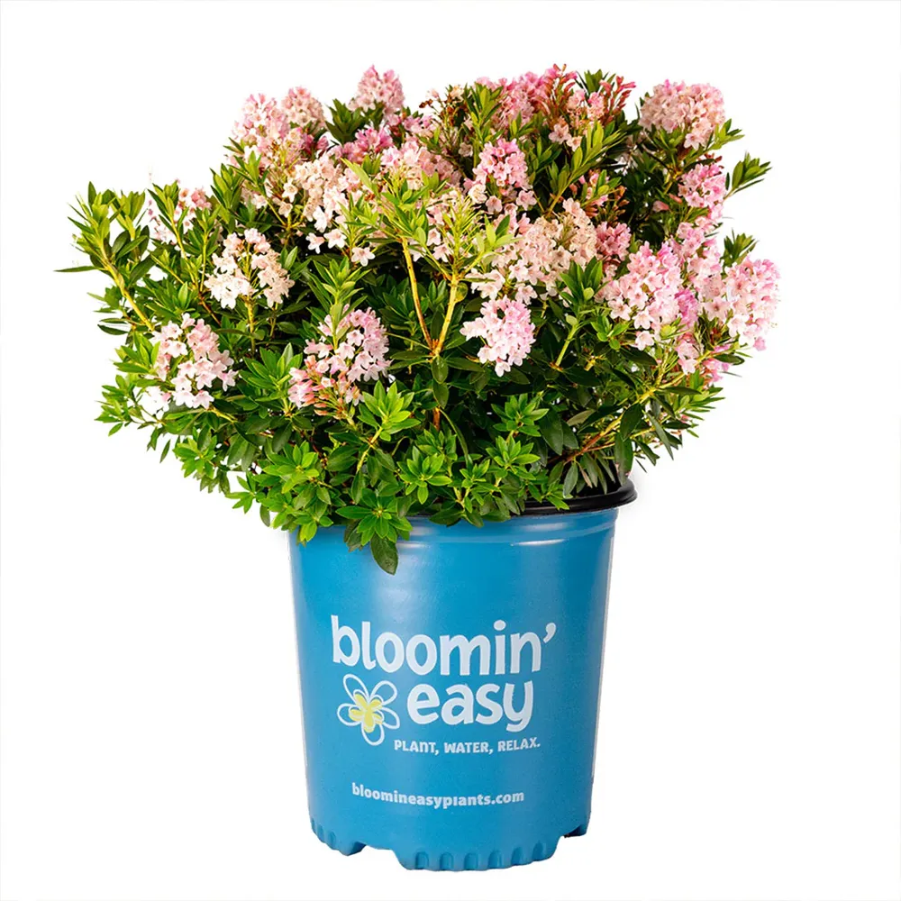 Bloombux® Blush Rhododendron Bush - Compact Evergreen Flowering Shrub 2
