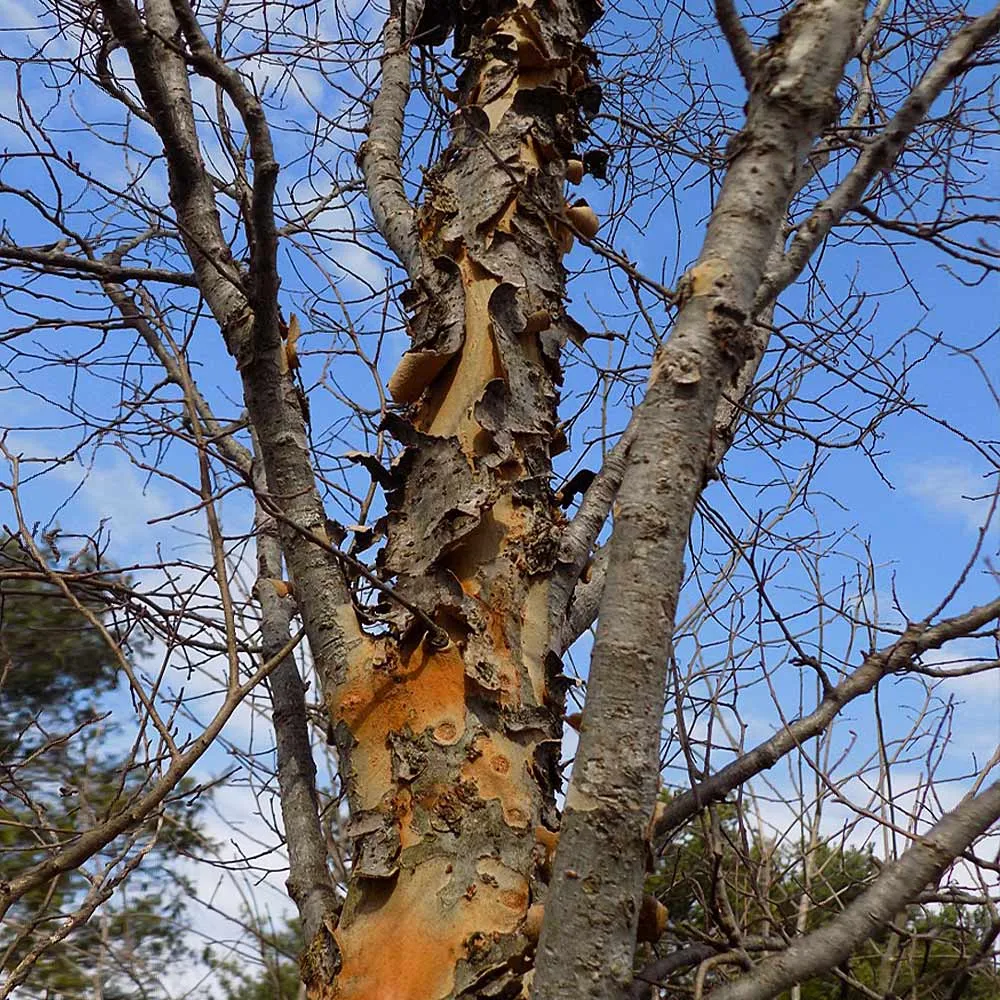 Columnar Elm Tree - Upright Deciduous Specimen for Vertical Landscaping 4