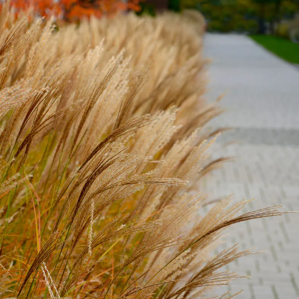 Adagio Maiden Grass - Miscanthus sinensis 'Adagio' Ornamental Perennial 2