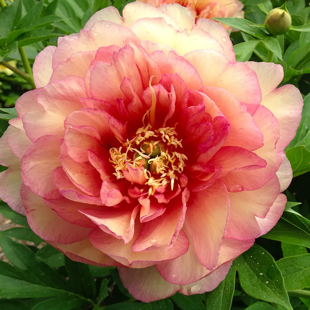 Simply Scrumptious Itoh Peony Plant - Intersectional Hybrid Perennial