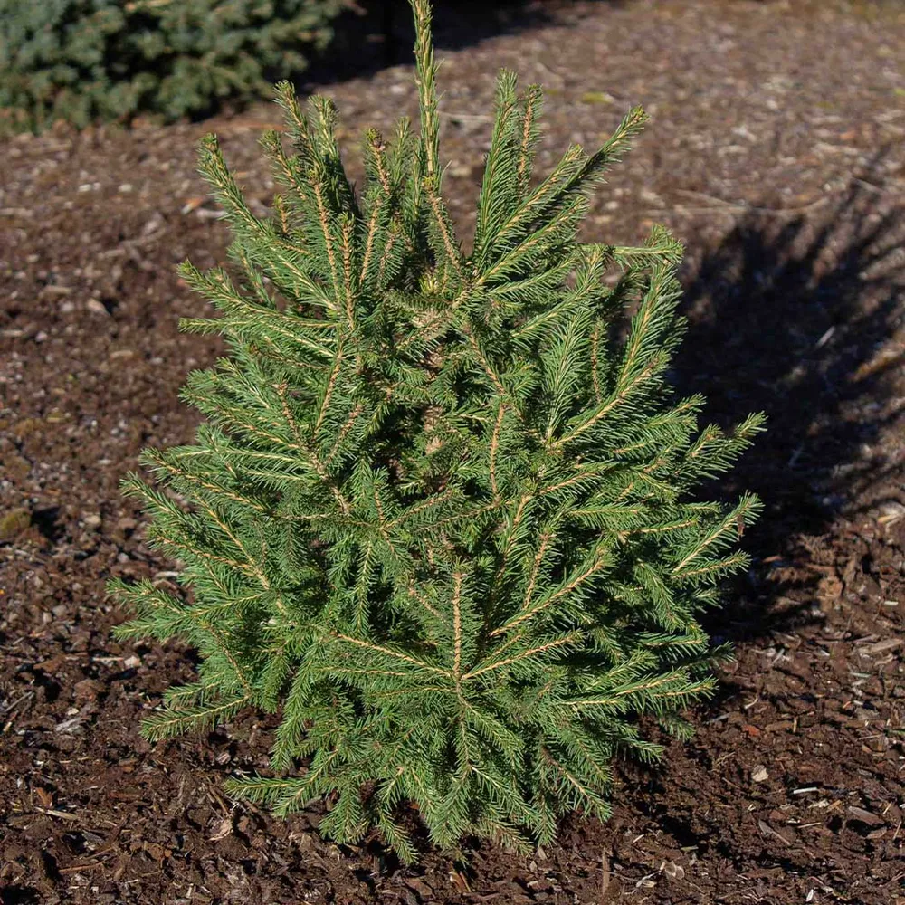 Blaze Norway Spruce Artificial Christmas Tree with Hinged Branches 2
