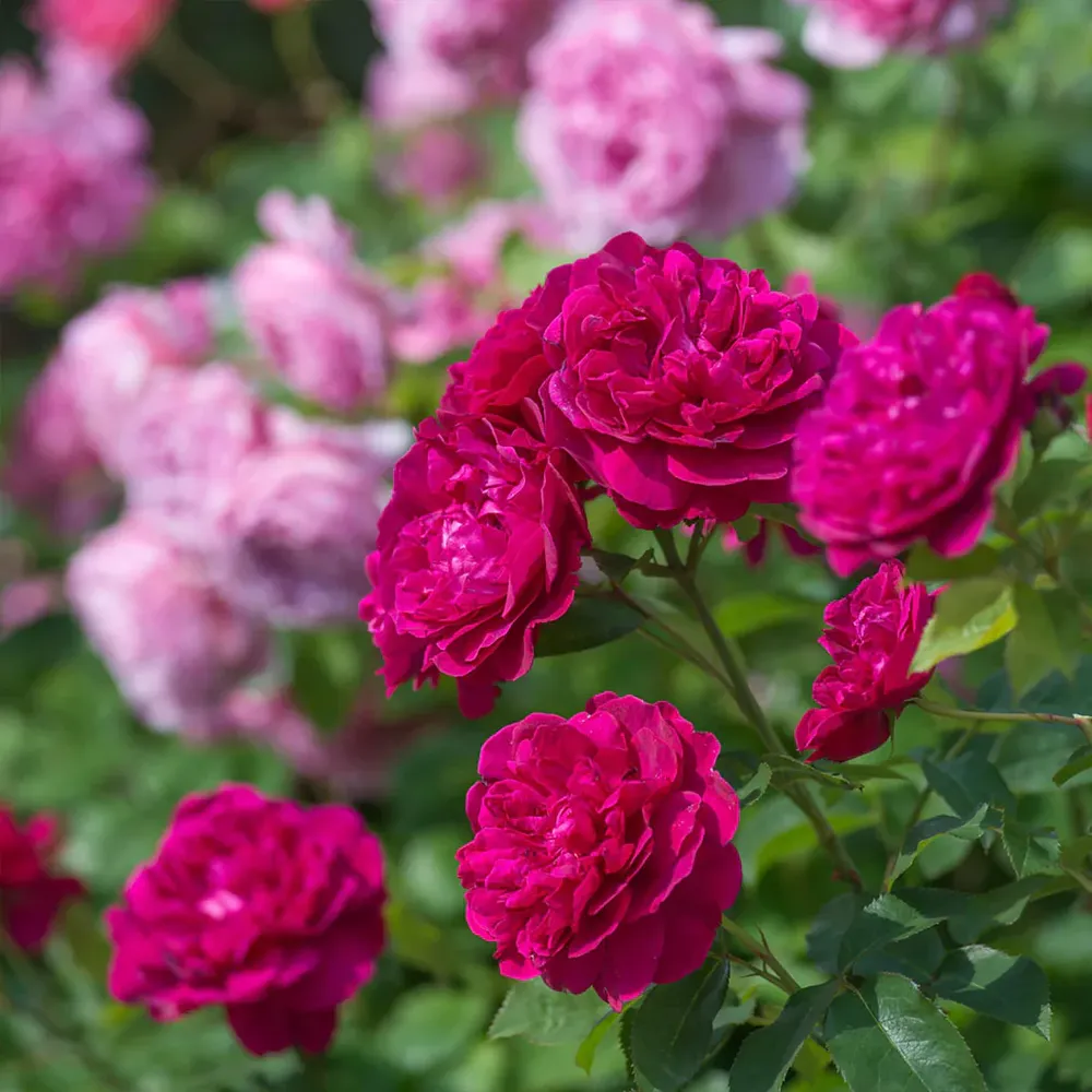 David Austin® Darcey Bussell® English Shrub Rose - Deep Crimson Repeat Flowering Shrub