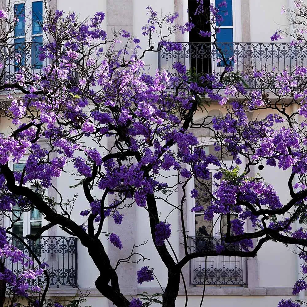 Artificial Jacaranda Tree - Realistic Decorative Flowering Plant for Indoor Spaces 2