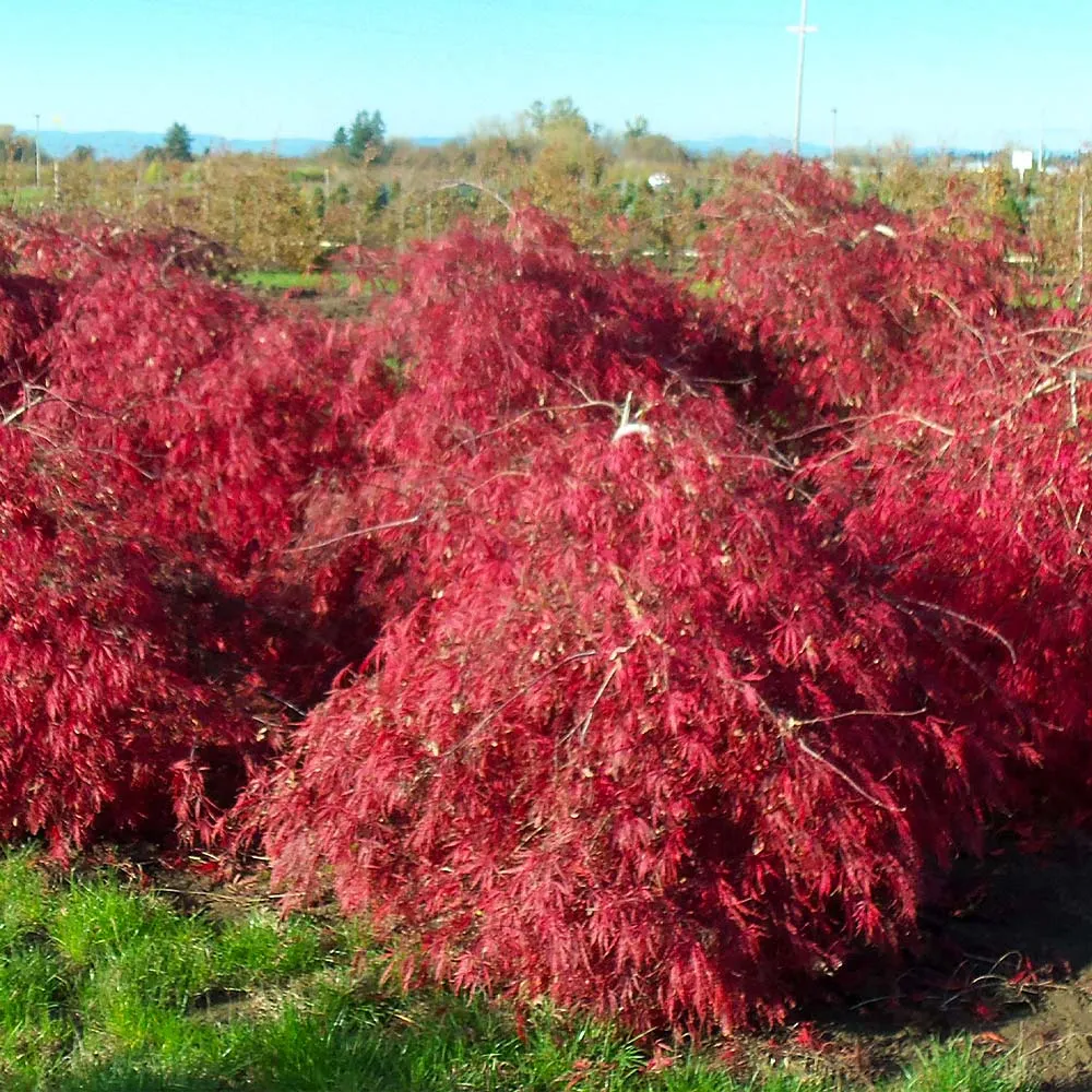 Crimson Queen Japanese Maple Tree - Weeping Laceleaf Acer Palmatum 2