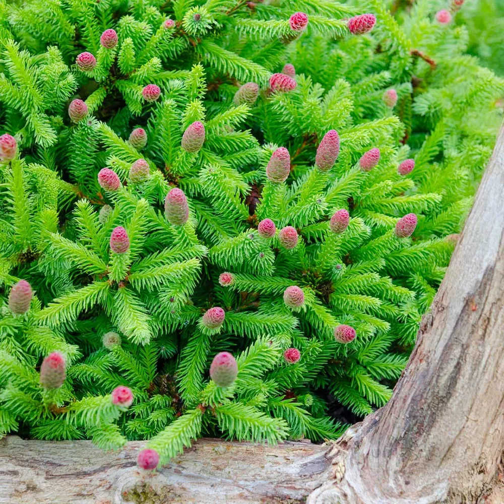 Pusch Norway Spruce (Picea abies 'Pusch') - Dwarf Evergreen Shrub