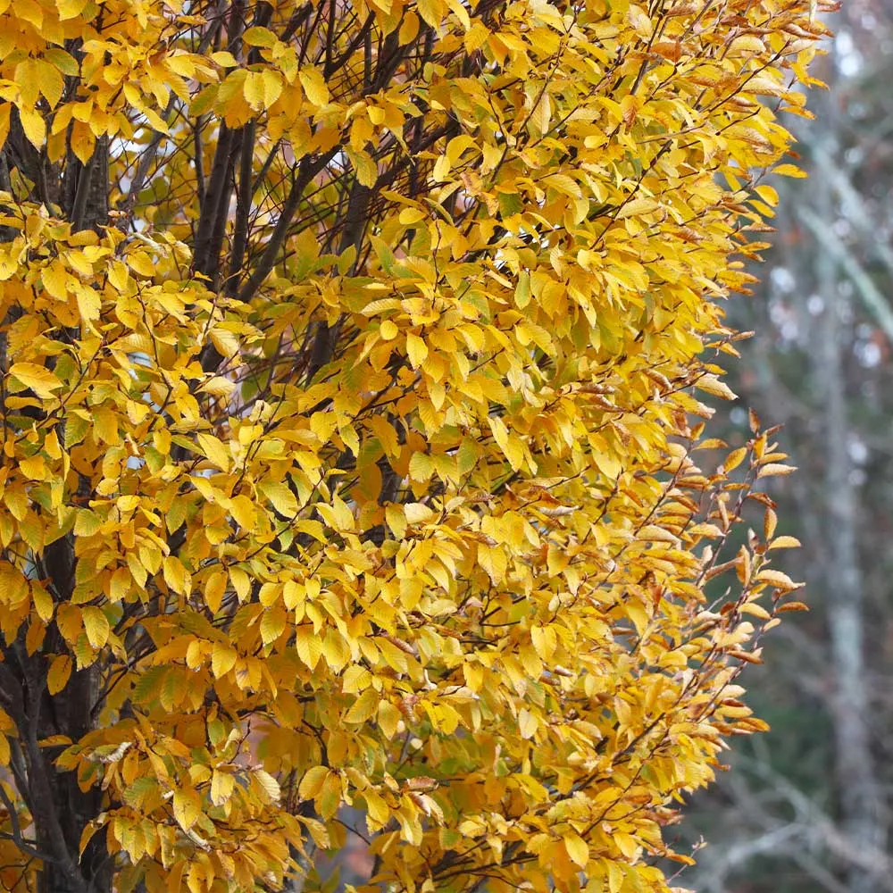 Columnar Elm Tree - Upright Deciduous Specimen for Vertical Landscaping 3