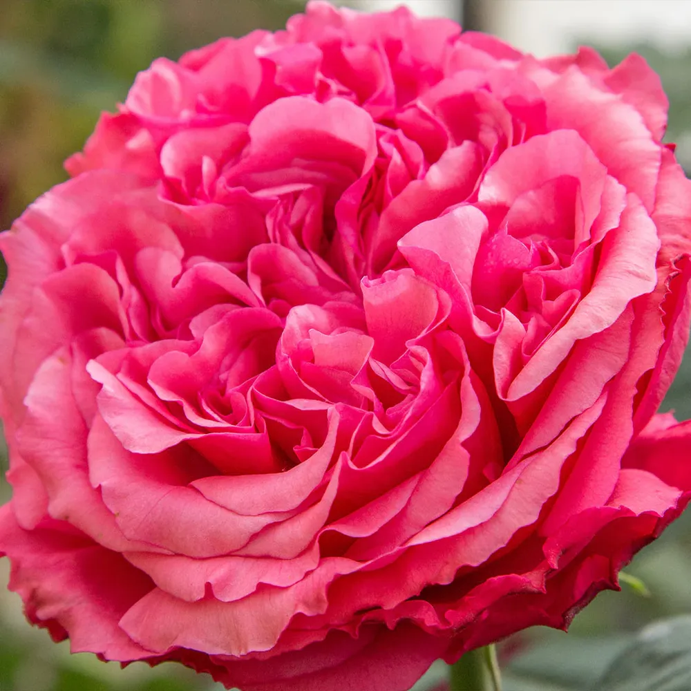 Bloomables® Loves Me, Loves Me Not™ Rose Shrub 1