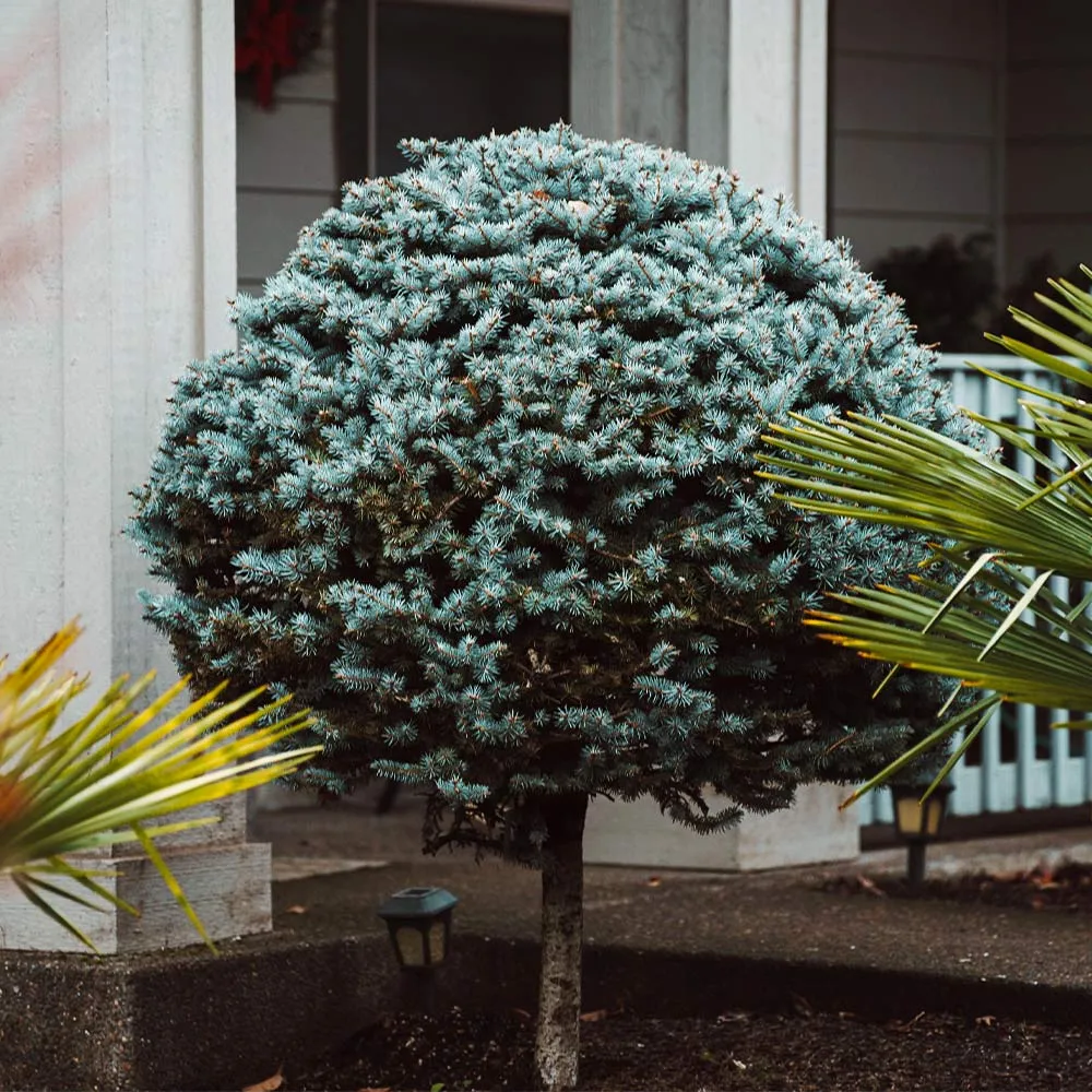 Dwarf Globe Blue Spruce Tree (Picea pungens 'Globosa') 3