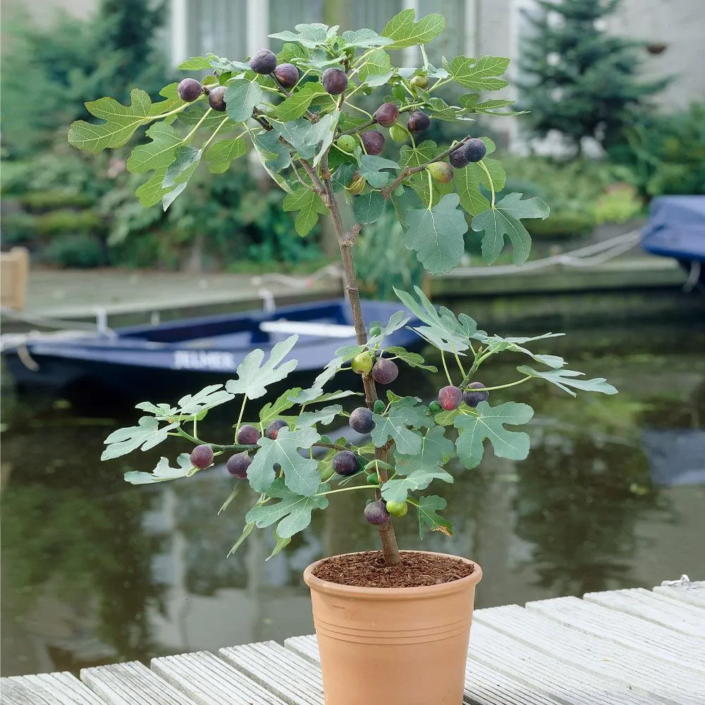 Black Mission Fig Tree - Live Fruit-Bearing Plant for Home Gardens