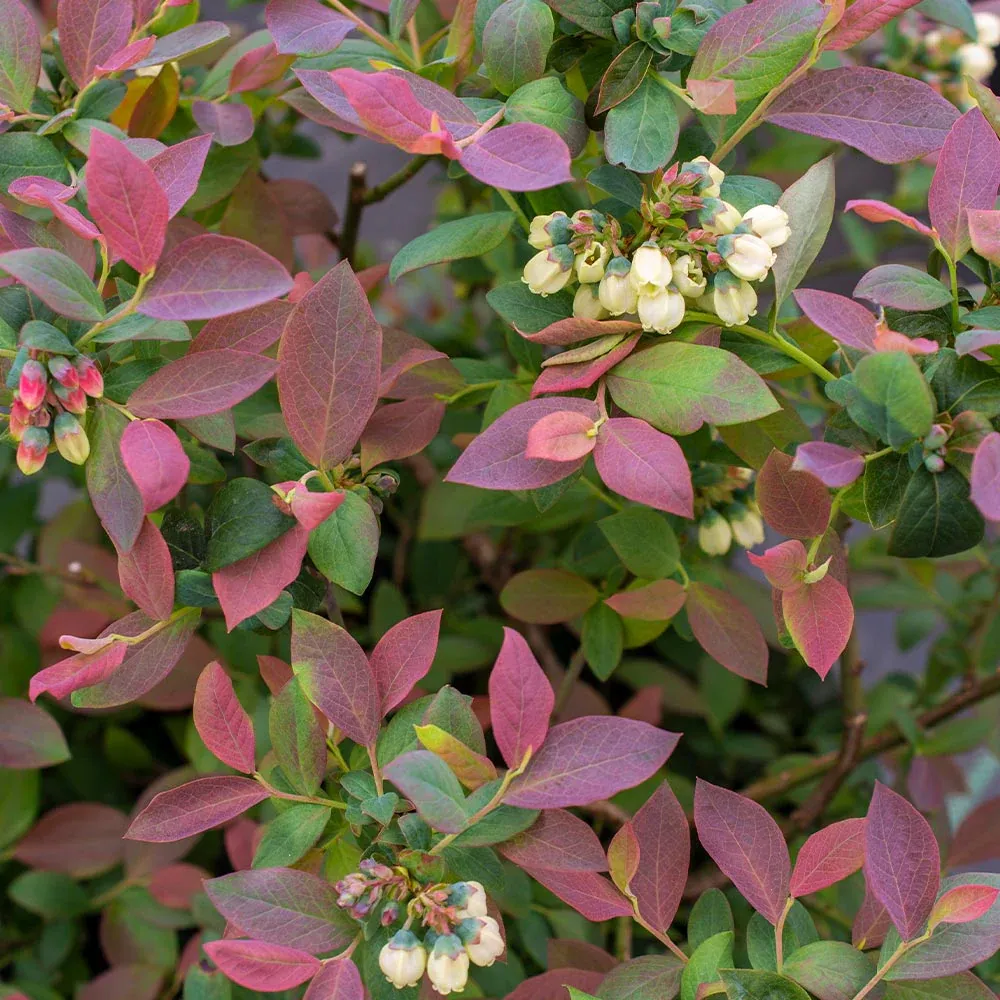 Pink Icing Blueberry Bush - Compact Ornamental Edible Shrub 1