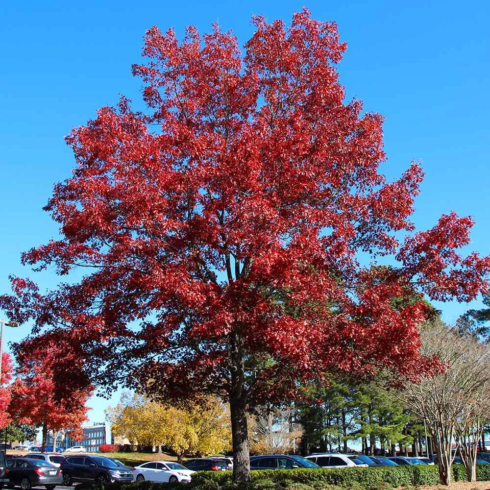 Shumard Oak Tree (Quercus shumardii) Native Deciduous Shade Tree 1
