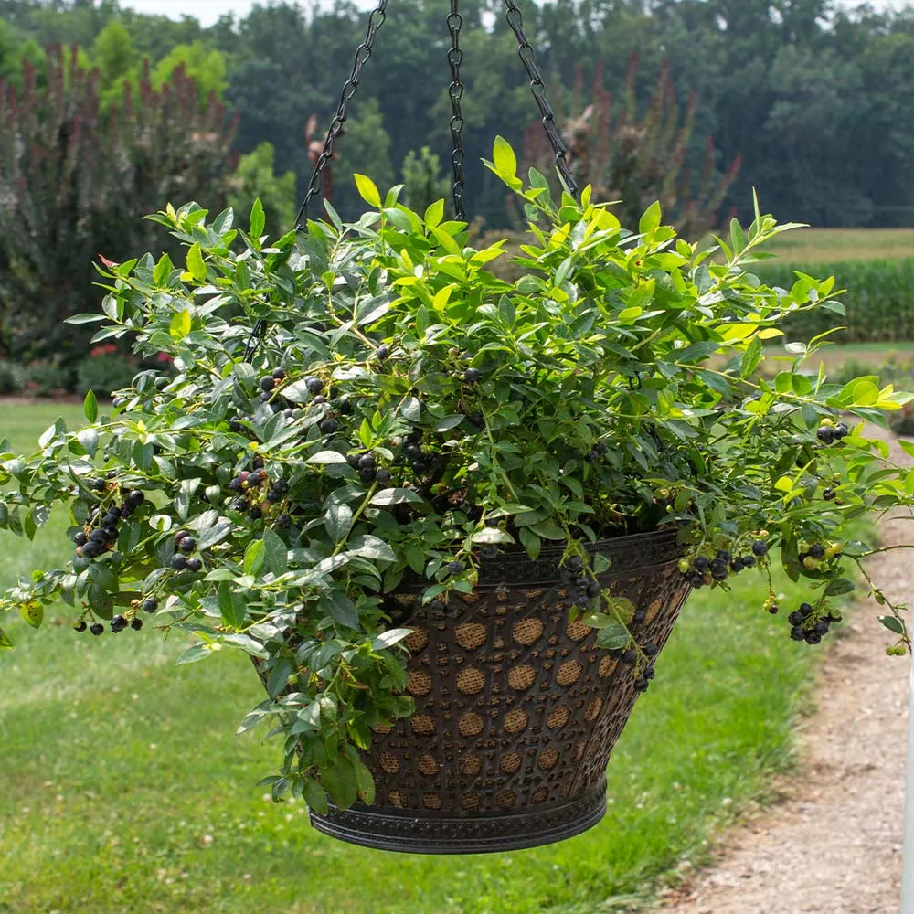 Midnight Cascade Blueberry Trailing Ornamental Fruit Shrub 2