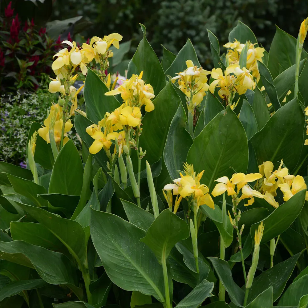 Cannova Yellow Canna Lily Plant - Vibrant Perennial Garden Flower 1