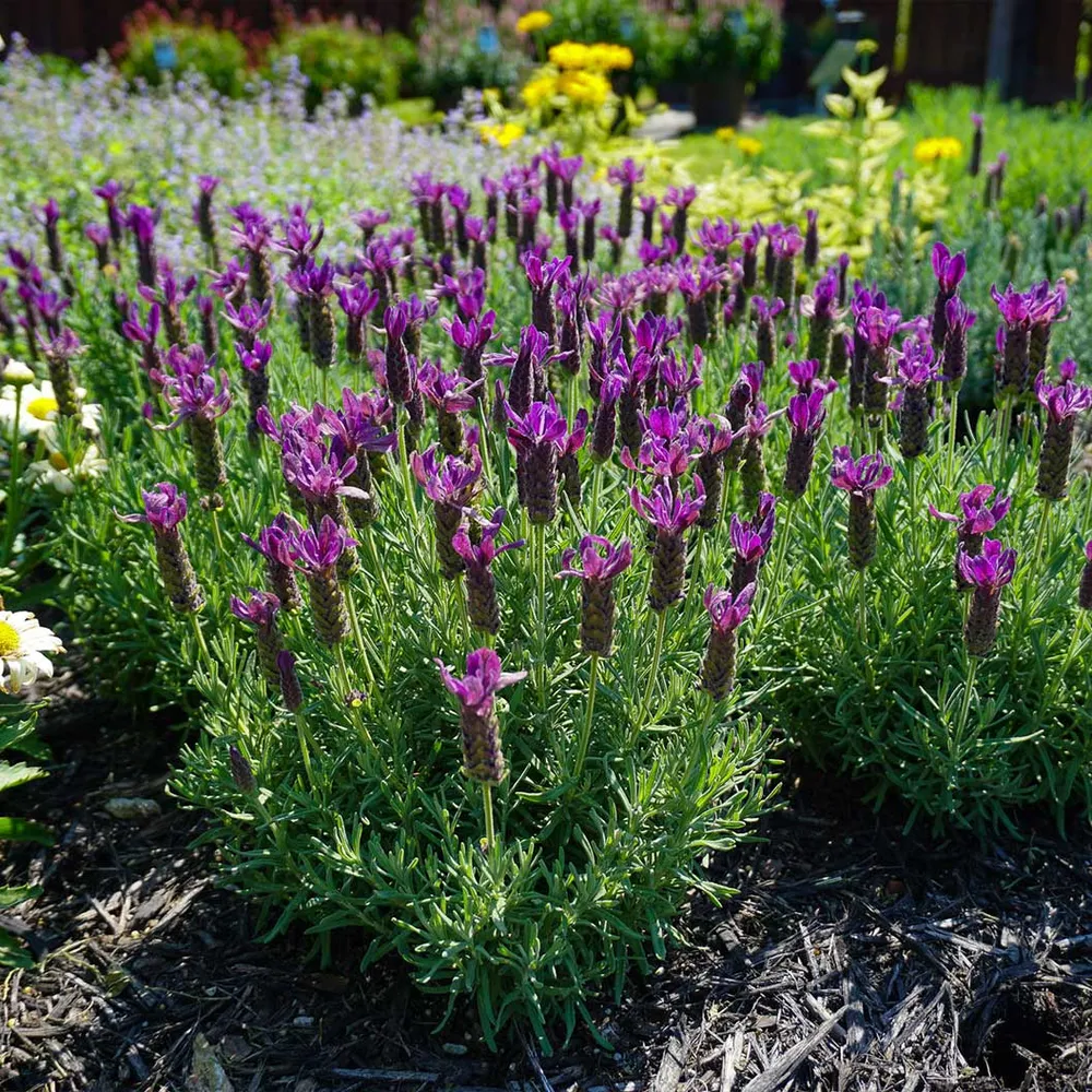 Primavera Spanish Lavender Plant - Drought-Tolerant Flowering Perennial 2