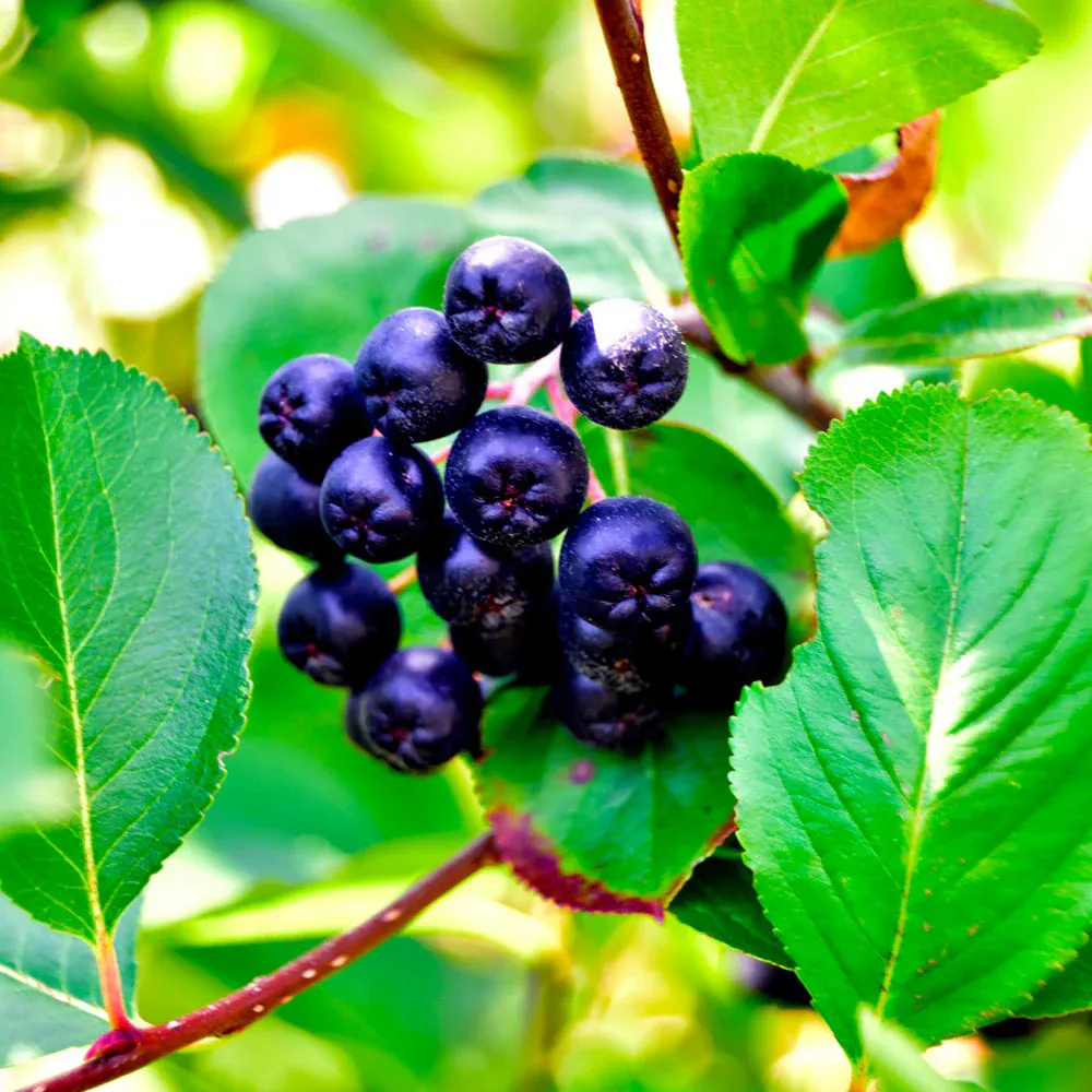 Viking Aronia Chokeberry Bush - Cold Hardy Edible Shrub 3