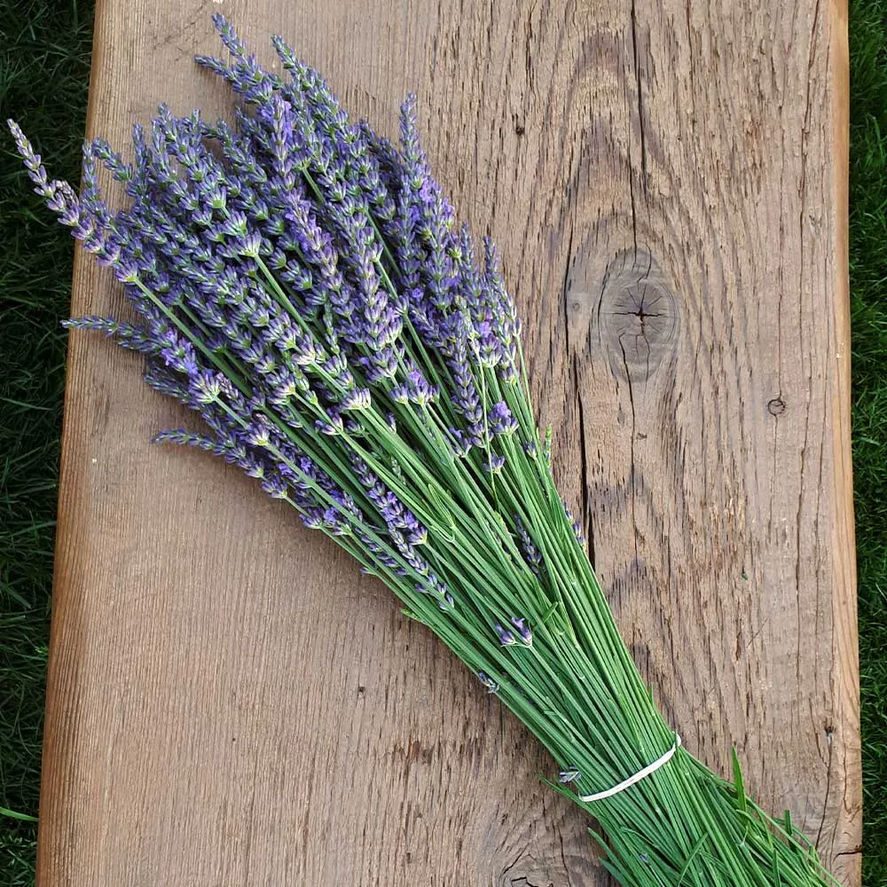 Phenomenal Lavender Plant - Hardy Perennial Fragrant Shrub 3