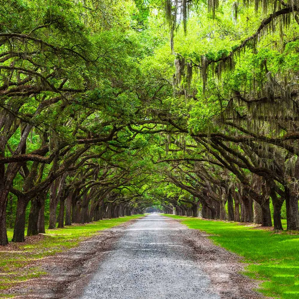 Live Oak Tree (Quercus virginiana) - Resilient Evergreen Landscape Specimen