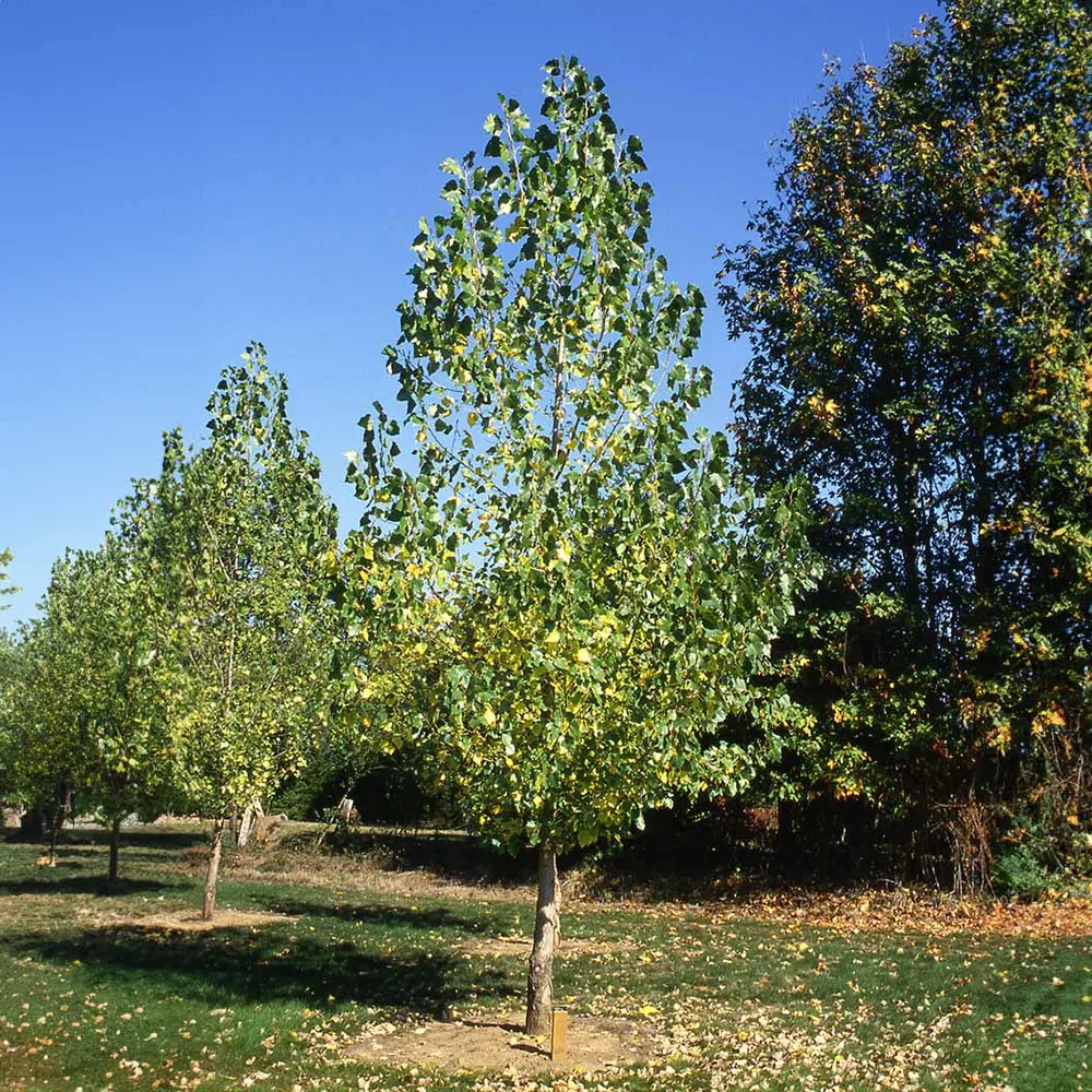 Siouxland Poplar Tree - Rapid Growth Deciduous Shade Tree