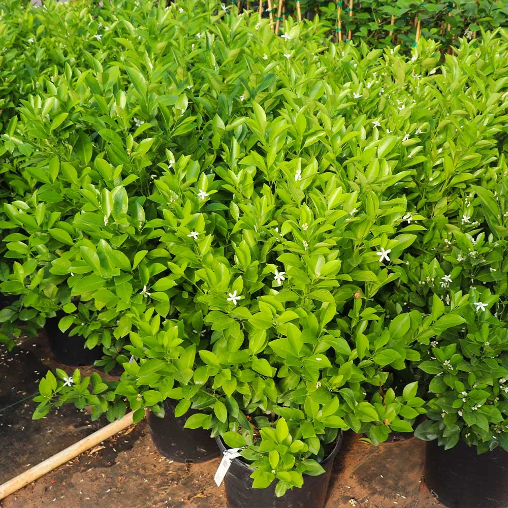 Calamondin Bush - Indoor Potted Citrus Tree 3