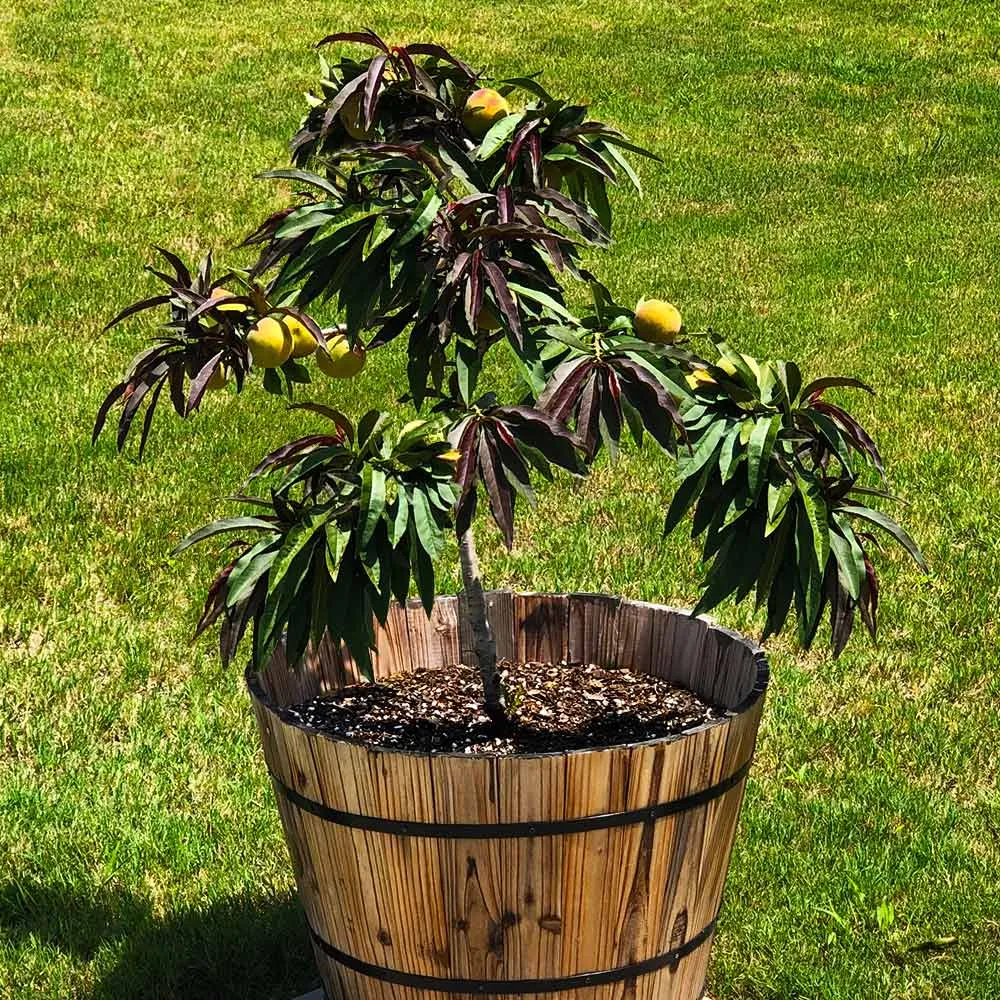 Bonfire Patio Peach Tree - Compact Ornamental Dwarf Fruit Tree 1