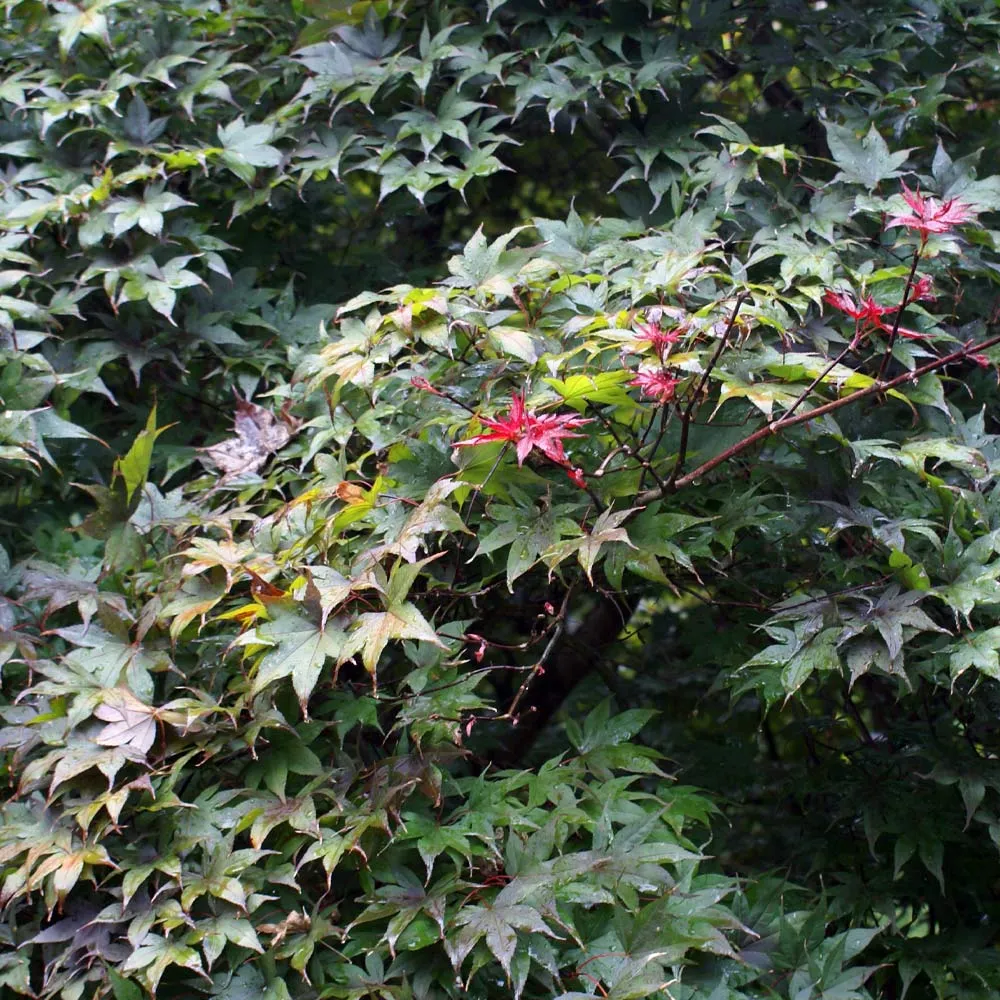 Bloodgood Japanese Maple Tree - Acer palmatum 'Bloodgood' 1