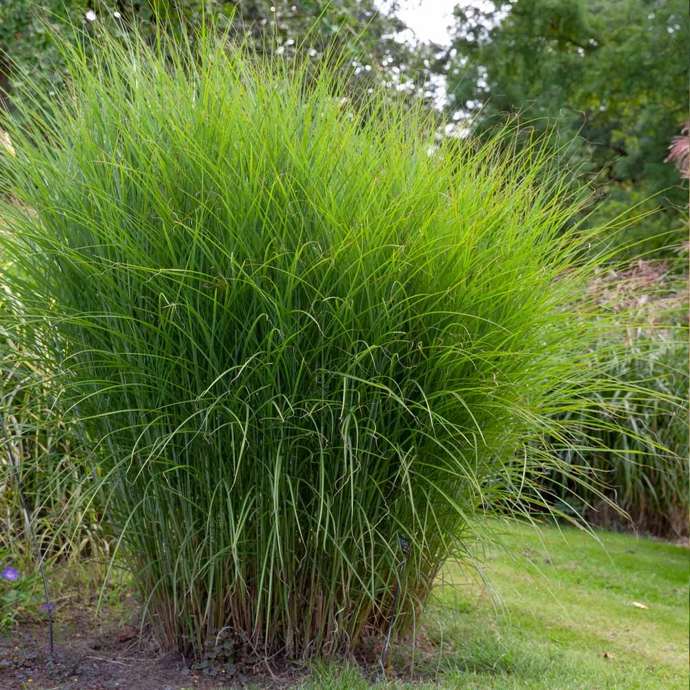 Miscanthus Gracillimus Maiden Grass Ornamental Perennial Plant 2