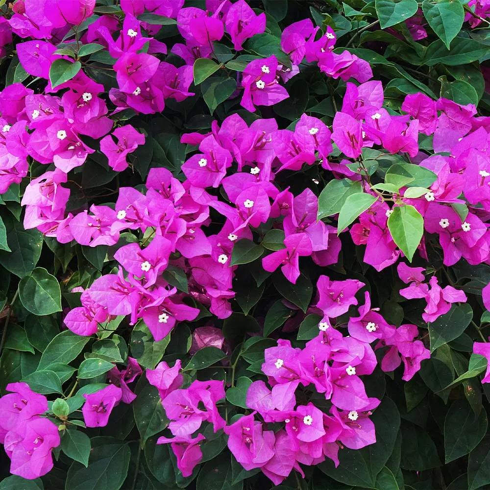 New River Purple Bougainvillea Tree - Lifelike Artificial Potted Plant 2
