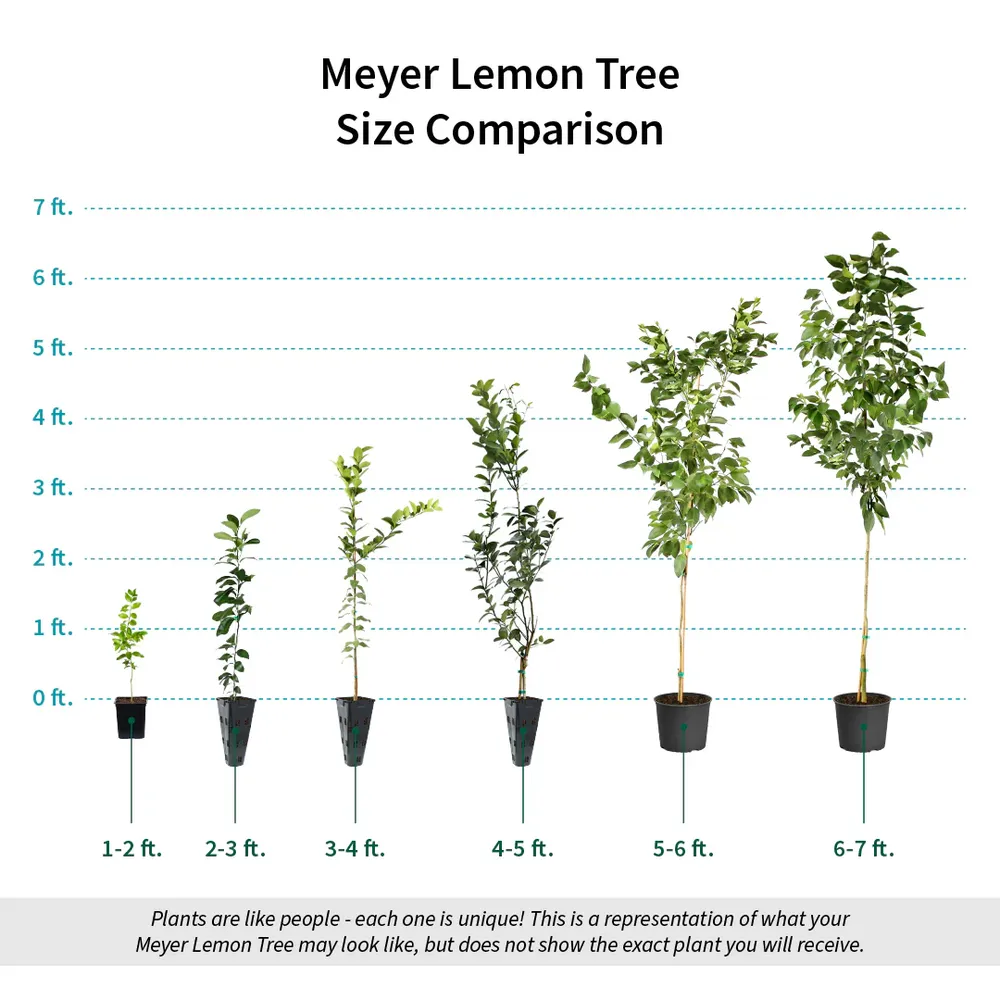 Meyer Lemon Tree - Potted Citrus Fruit Plant for Indoor and Outdoor Growing 6
