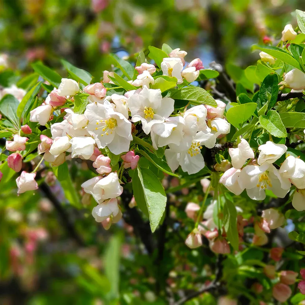 Proven Winners® Lollipop® Crabapple Tree - Compact Ornamental Deciduous Tree 2