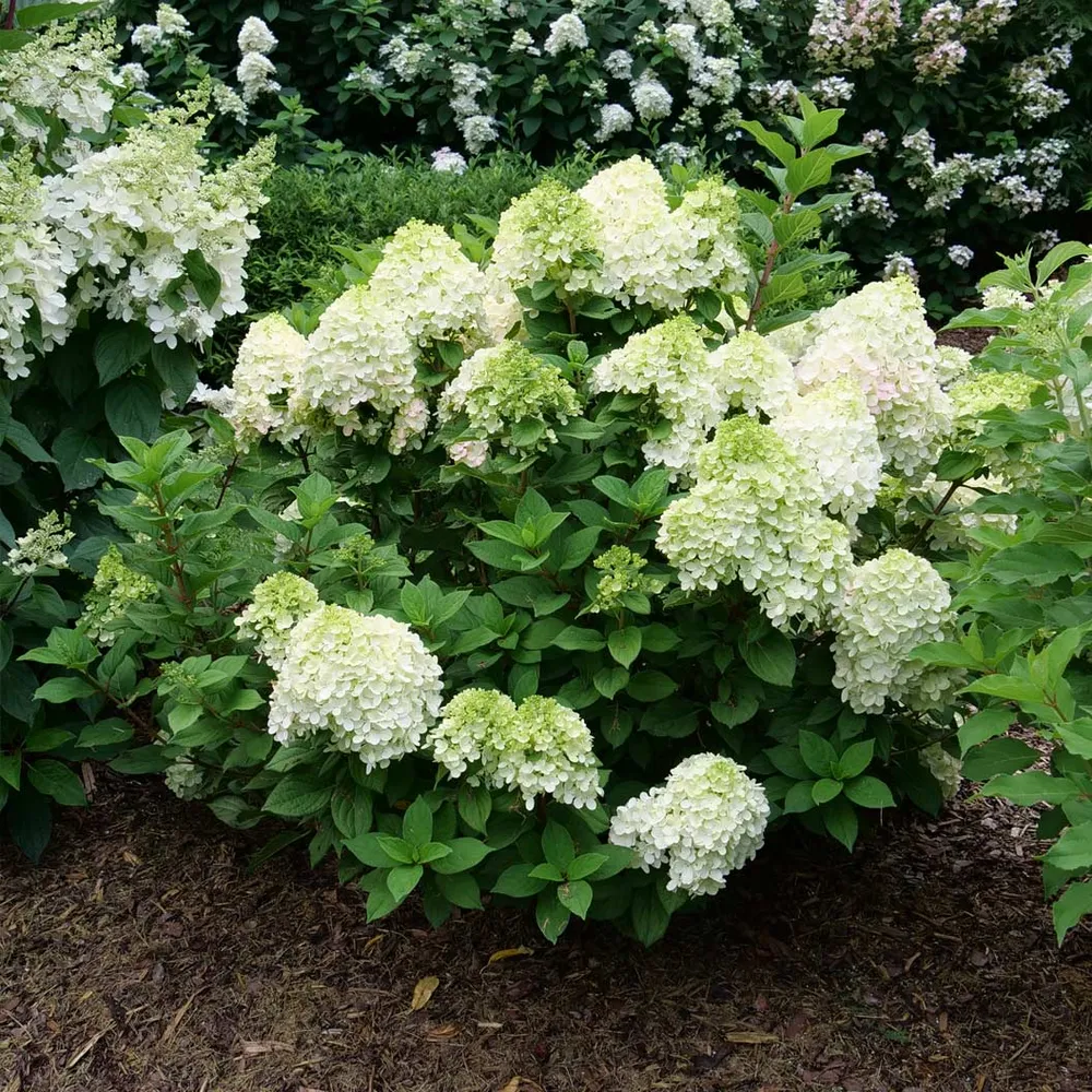 Little Lime Punch Panicle Hydrangea Compact Flowering Shrub 2
