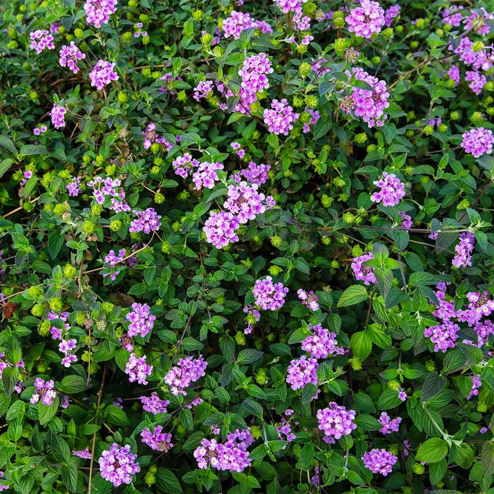 Purple Lantana Flowering Shrub for Garden Landscaping 2