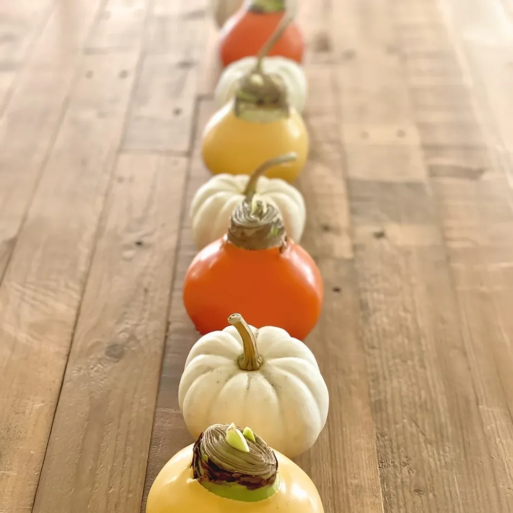 Yellow Wax-Dipped Amaryllis Bulb with Sovereign Blooms 2